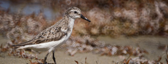 Santa Lucia Wetlands, Uruguay